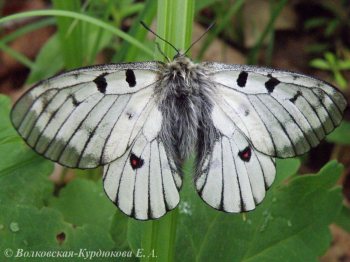 Parnassius bremeri Stgr. Аполлон Бремера