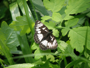 Limenitis amphissa (Men.)  Ленточница амфисса